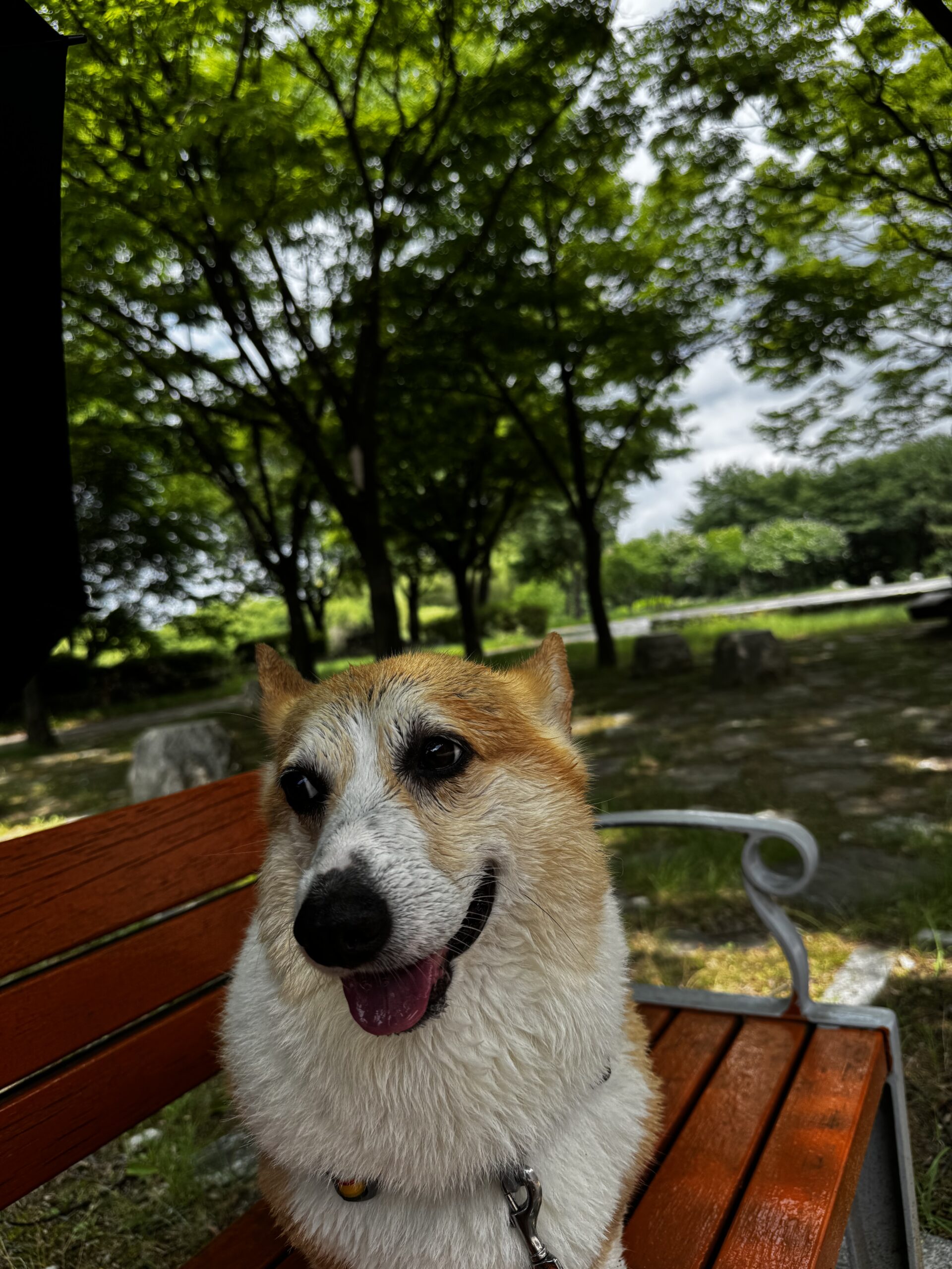 강아지 고양이 열사병 초기 증상과 응급처치, 골든타임에 꼭 해야 할 것