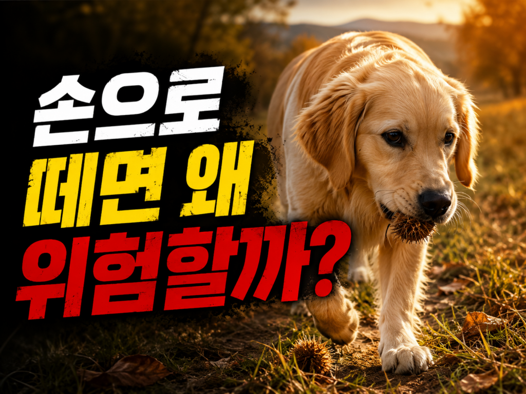 가을 산책 강아지 진드기 안전하게 떼는 법과 병원 신호